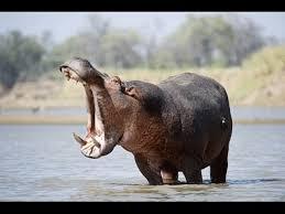 Video: Sư tử dũng mãnh bị hà mã táp gãy hàm chỉ trong một nốt nhạc