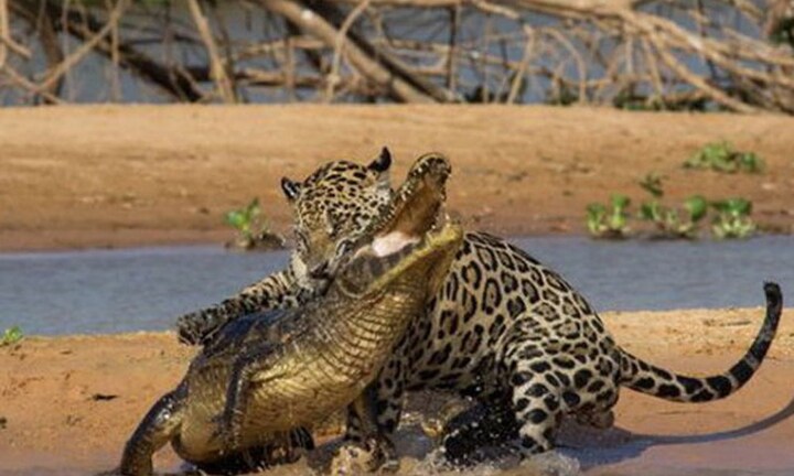 Video: Báo đốm khiến cá sấu caiman tê liệt nằm chờ tử thần