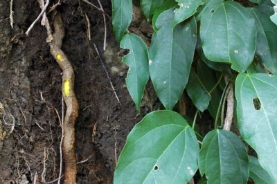 Hoàng đằng và tác dụng chữa bệnh