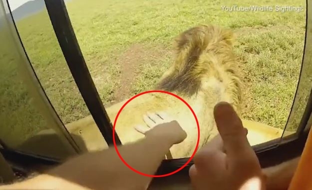 Du khách suýt bị sư tử ngoạm đứt tay vì cả gan thò tay ra vuốt lông