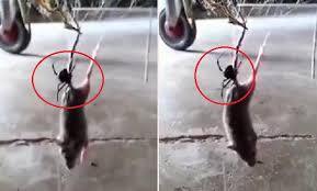 Video: Nhện góa phụ đen kịch độc giăng tơ kết liễu đời chuột