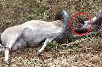 Video: Trăn không lồ nhận 