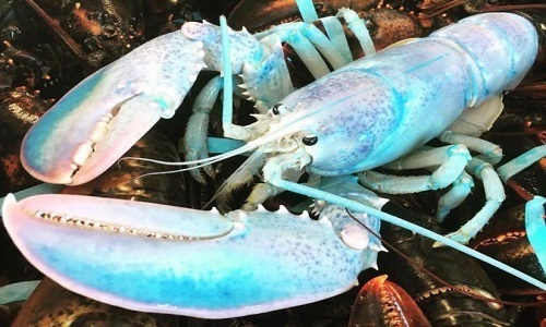 Chú tôm hùm có màu đẹp như kẹo dẻo marshmallow, làm 