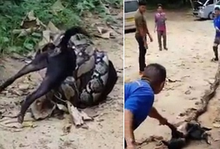 Video: Chú chó bị trăn lớn siết chặt may mắn được người dân giải cứu