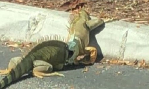 Video: Cự đà xanh kịch chiến tại Mỹ