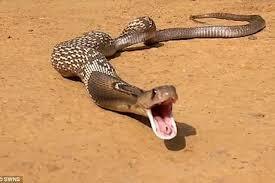 Video: Bị mắc kẹt, rắn quằn quại nôn cả đống trứng để thoát thân