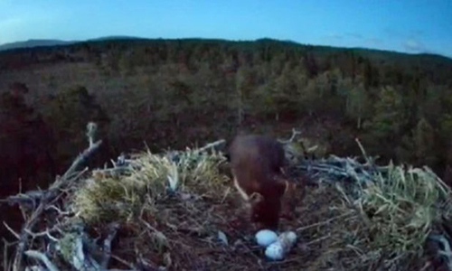 Video: Chồn thông trộm trứng chim ưng