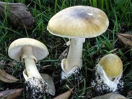 Hé lộ loài nấm nguy hiểm khiến nhiều người tử vong nhất thế giới: Nguy hiểm từ tên gọi