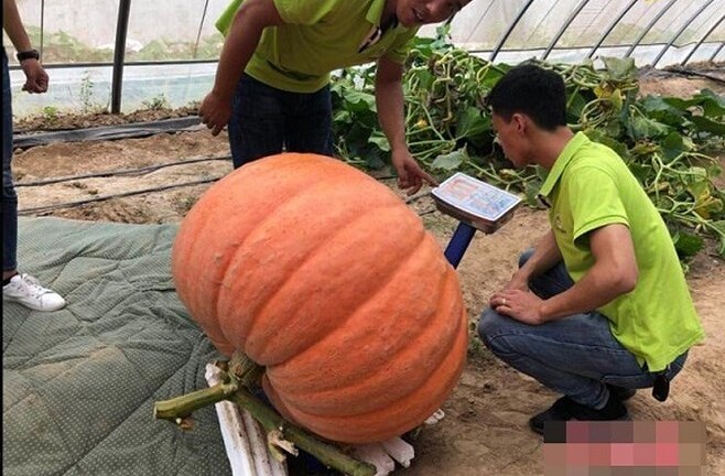 Cận cảnh những quả bí ngô nặng hàng trăm cân