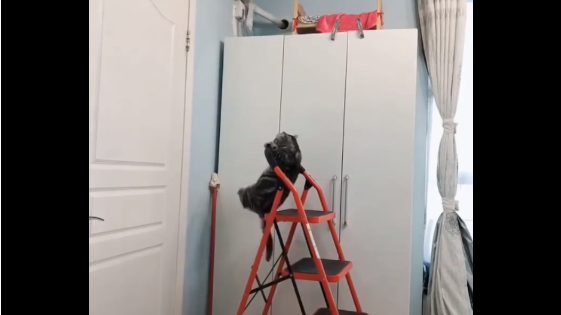 Video: Chú mèo chăm chỉ tập xà đơn khiến người xem cười nghiêng ngả 