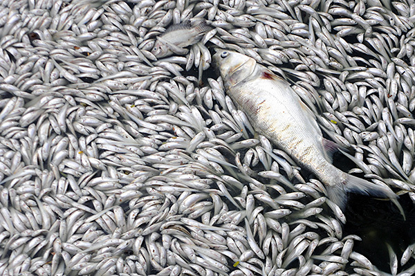 Tình trạng cá chết ở Hồ Tây chưa có dấu hiệu chấm dứt