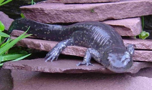 Sinh vật có khả năng tái tạo cơ thể siêu việt nhưng sắp tuyệt chủng vì... thịt ăn ngon