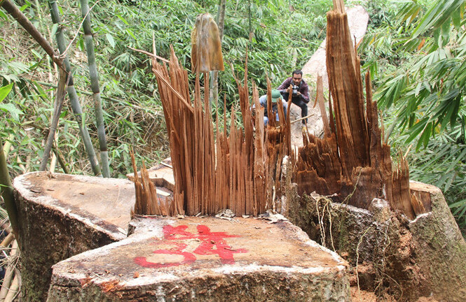 Quảng Nam: Truy nã hai nghi can phá rừng lim cổ thụ