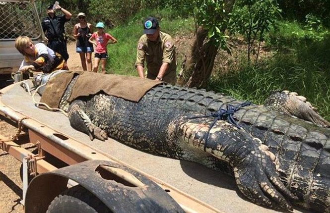 Bắt được cá sấu 