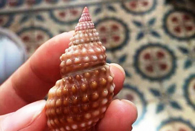 Nữ giáo viên trẻ tử vong thương tâm vì ngộ độc sau khi ăn 2 con ốc biển