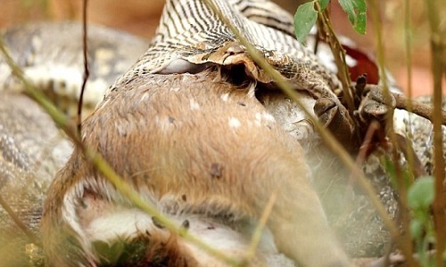 Clip: Tham lam nuốt cả con hươu, trăn đá Ấn Độ nôn vội khi thấy đàn chó hoang 