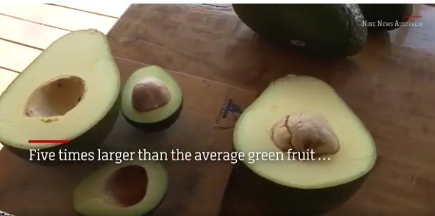 Cận cảnh loại bơ