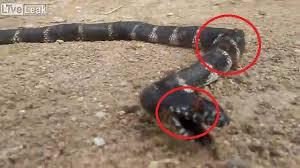 Video: Bầy kiến hợp lực tiễn rắn về cõi chết