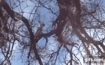 Video: Sư tử núi tát chó săn rơi từ trên cây xuống đất