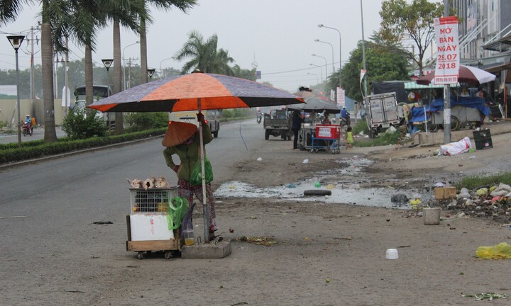 Gà mái đẻ giá rẻ bất thường len lỏi các chợ TP.HCM