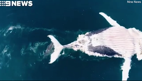 Video: Cận cảnh bầy cá mập xé xác cá voi dài 12m