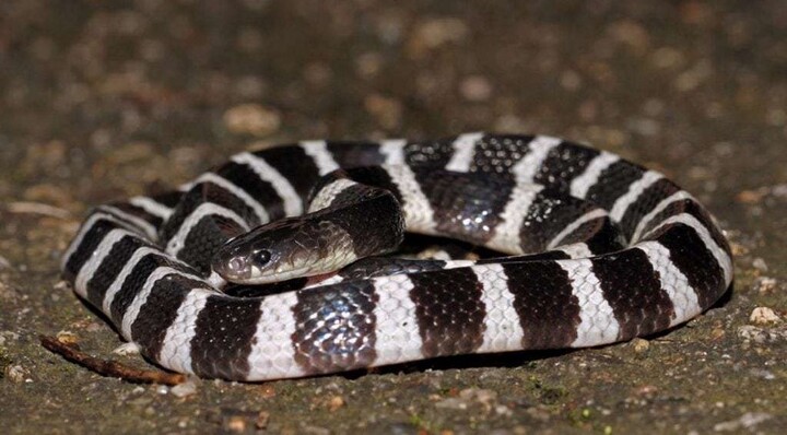 Cô gái trẻ chết não sau khi bị “thú cưng” cắn 