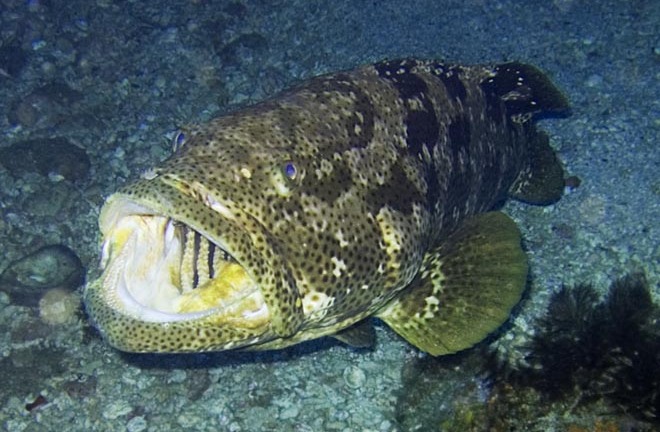 Video: Kinh hoàng cá mú nặng 2 tạ nuốt chửng cá mập trong chớp mắt 