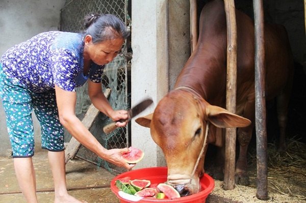 'Trời' không thương, nông dân Nghệ An ứa nước mắt đem dưa hấu cho bò ăn