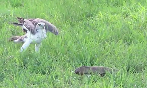 Video: Kỳ đà hung dữ há miệng đe dọa đại bàng