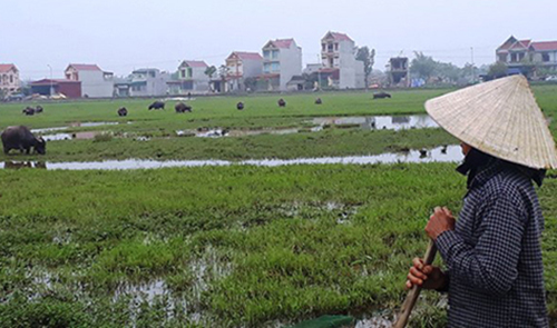 Chủ tịch xã bị kiểm điểm sau vụ thu phí chăn thả trâu bò