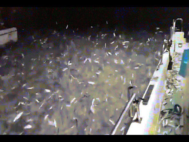 Video: Hàng chục nghìn con cá mòi bất ngờ nhảy lên thuyền ngư dân