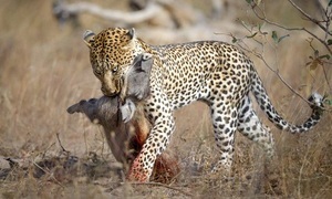 Video: Vừa chui khỏi hang, lợn rừng bất ngờ bị báo hoa tóm gọn trong tích tắc