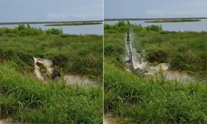 Video: Cuộc vật lộn kinh hoàng giữa 2 con cá sấu mõm ngắn