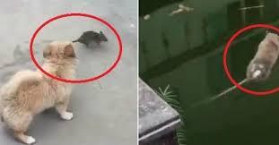 Video: Bị chó truy sát, chuột liều mình nhảy xuống nước và cái kết đầy bất ngờ 