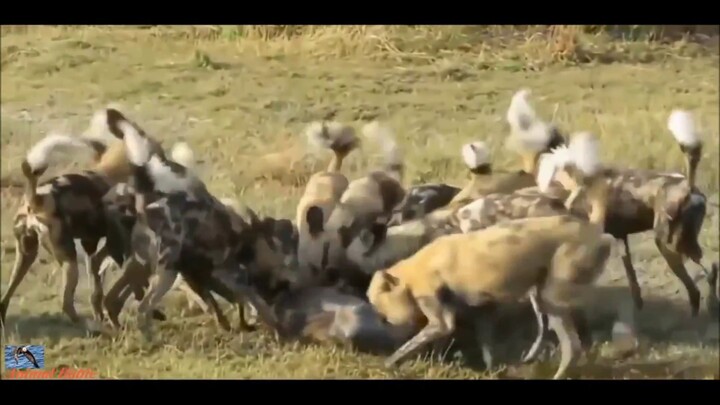 Video: Bầy chó săn bao vây, tấn công sói đồng cỏ