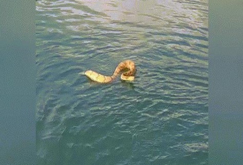 Video: Rắn đuôi chuông đuổi theo, quyết bò lên thuyền du khách