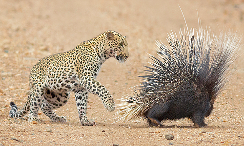 Video: Báo hoa bất lực trước 