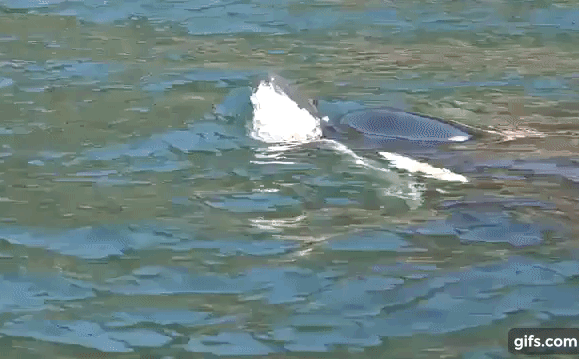 Video: Cảm động cá voi sát thủ đẩy xác con bơi qua đại dương