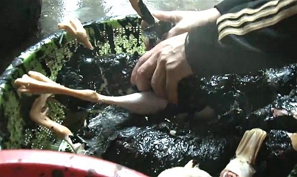 Hoảng hồn với cơ sở làm sạch lông vịt bằng nhựa thông và tẩy trắng bằng hàn the