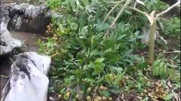 Chủ vườn đau đớn nhìn vườn nhãn sai trĩu quả sắp đến ngày thu hoạch bị kẻ gian phá nát