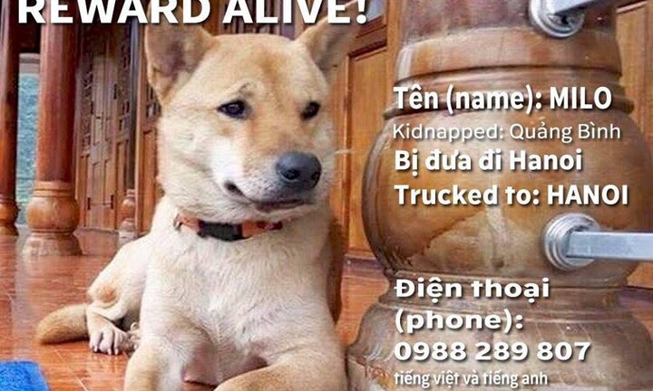 Người phụ nữ treo thưởng 50 triệu đồng cho ai tìm thấy chú chó bị mất tích