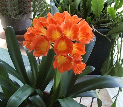 Lợi ích sức khỏe bất ngờ từ những cây cảnh trồng trong nhà