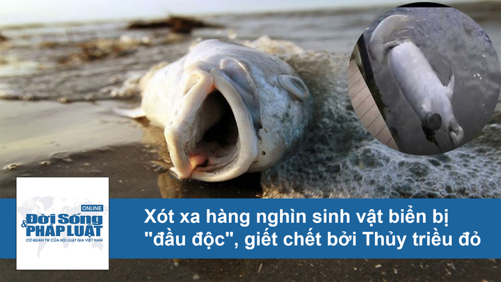 Video: Xót xa hàng nghìn sinh vật biển bị 