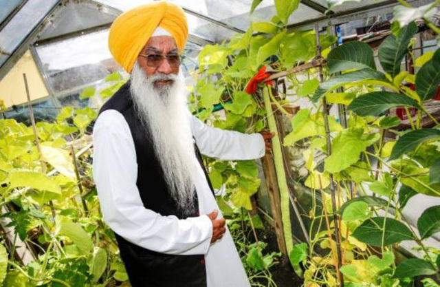 Cận cảnh quả dưa chuột dài hơn 1m do lão nông dân 75 tuổi tự tay chăm sóc