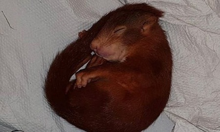 Hy hữu: Cầu cứu cảnh sát vì bị... một con sóc con 