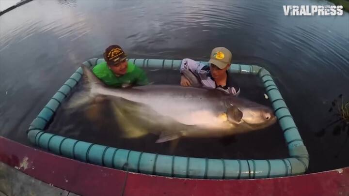 Câu được quái ngư