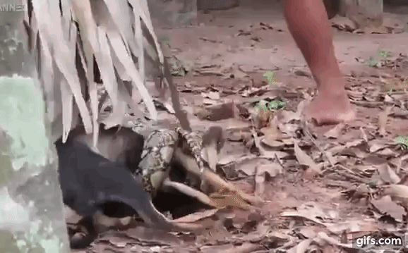 Video: Nghẹt thở màn giải cứu chó nhà khỏi trăn ăn thịt