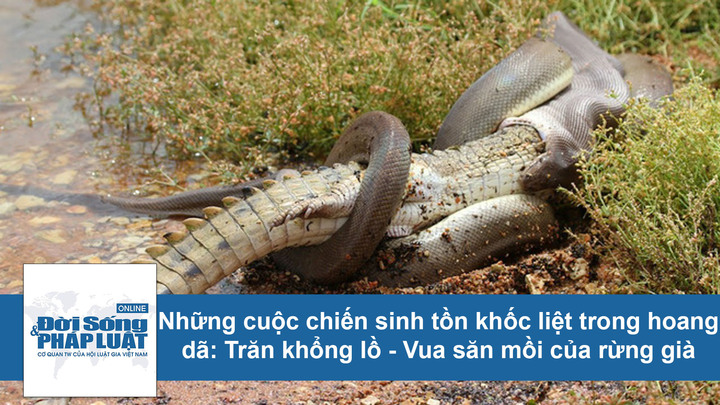 Cuộc chiến sinh tồn: Hé lộ loài sinh vật có biệt danh 