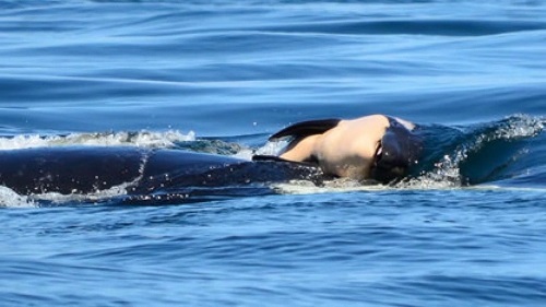 Cảm động câu chuyện cá voi mẹ mang xác con suốt 17 ngày lênh đênh trên biển