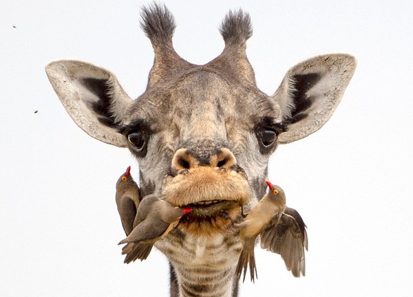 Chùm ảnh: Hươu cao cổ đánh răng sạch như nha khoa chuyên nghiệp